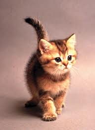 A vivid description of how the kitten looks like... Caramel brown, mocha stripes...